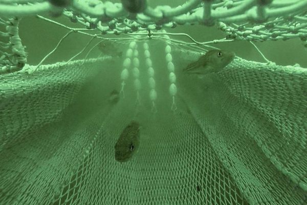 Ein Unterwasserbild einer speziellen Netzkonstruktion mit Auftriebskörper zum leiten der Fische