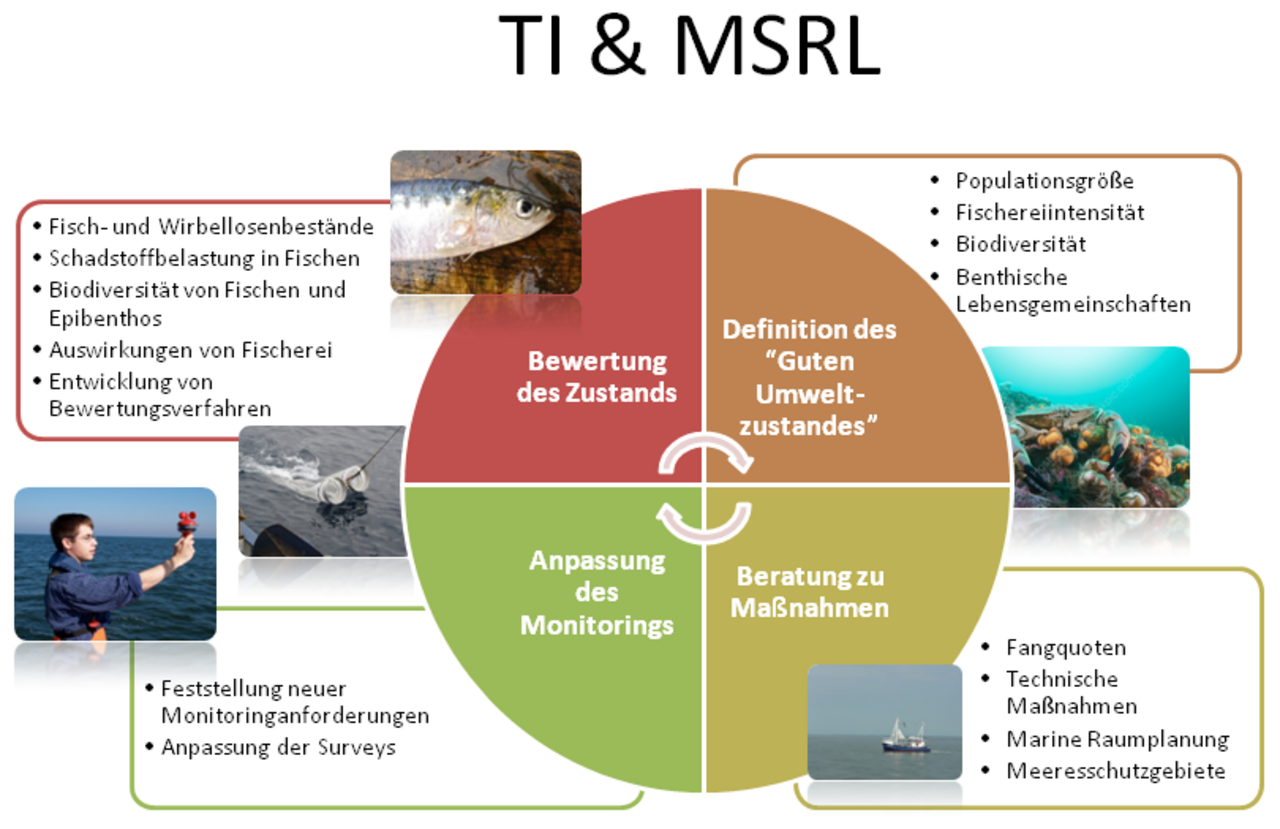 Arbeitsschritte zur Umsetzung der MSRL