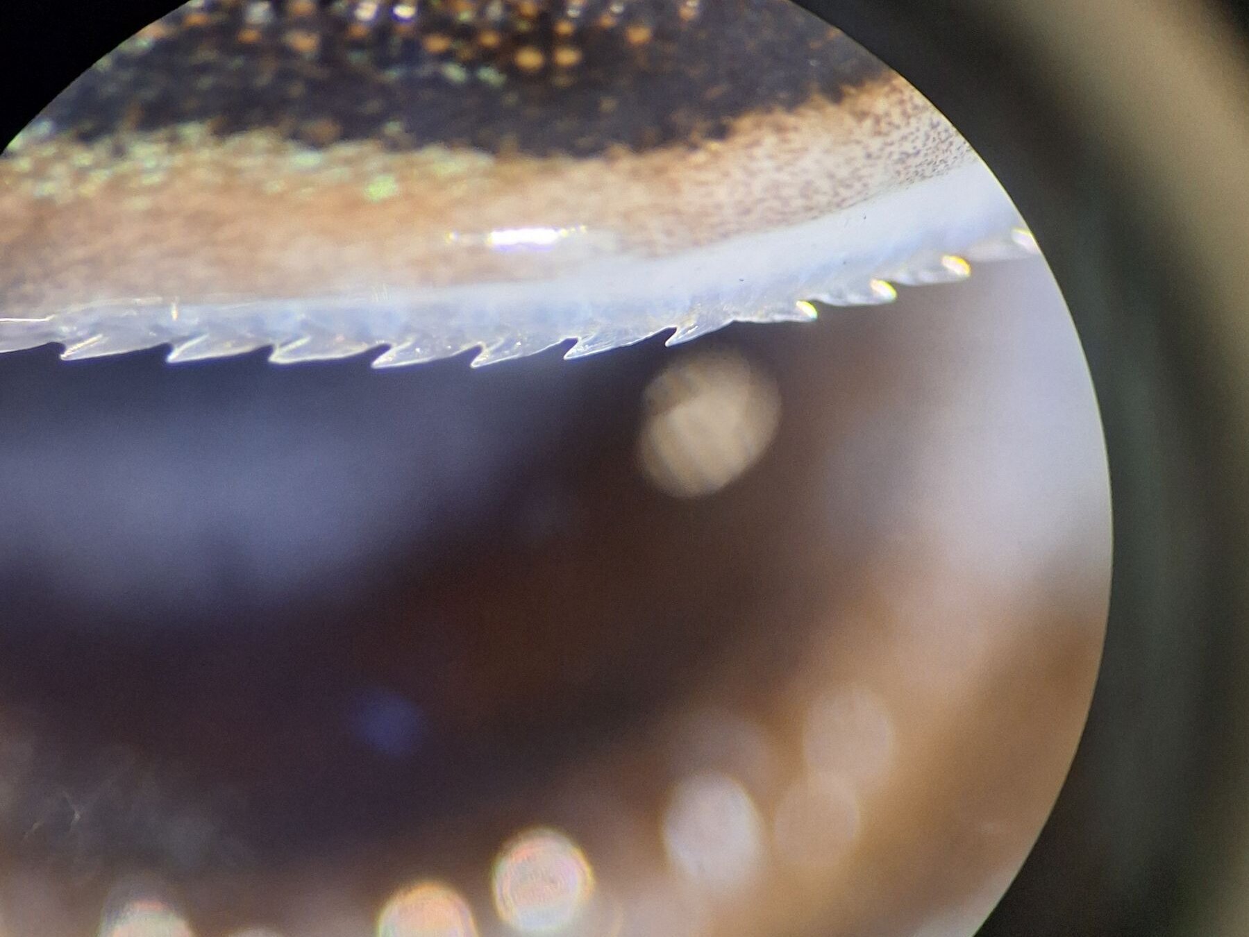 Die kleinen, scharfen Zähne des Dornhais unter dem Binokular.