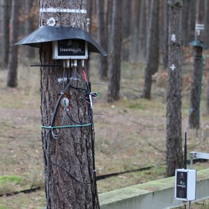 Kiefer mit Saftflussmesser