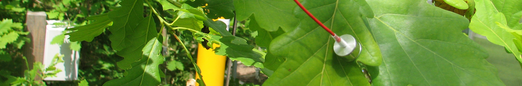 Grüne Eichenblätter, ein Eichenblatt ist mit einem Fühler versehen