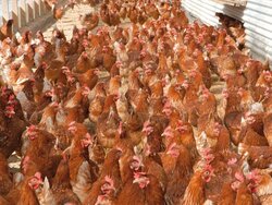 Konventionelle Legehennenhaltung