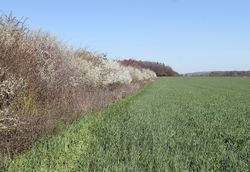 CatchHedge - Carbon sequestration of hedgerows and field copses