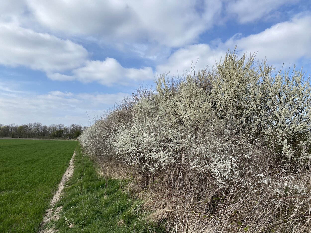 Hedge in agricultural landscape.  