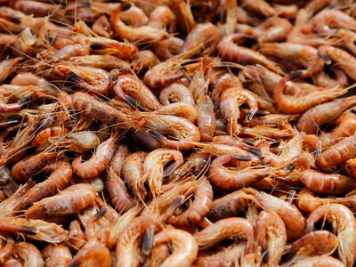 Viele kleine rot bis orange farbige Garnelen liegen auf einem Haufen.