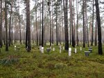 View of a wooded area with white upright pipes on the ground between the trees. 