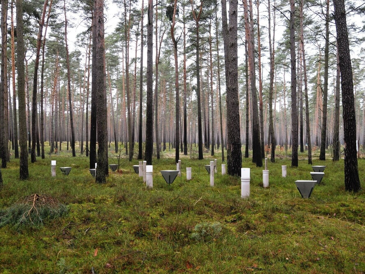 View of a wooded area with white upright pipes on the ground between the trees. 