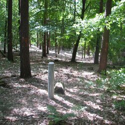 Waldanpassung Mischwald (INKA BB)