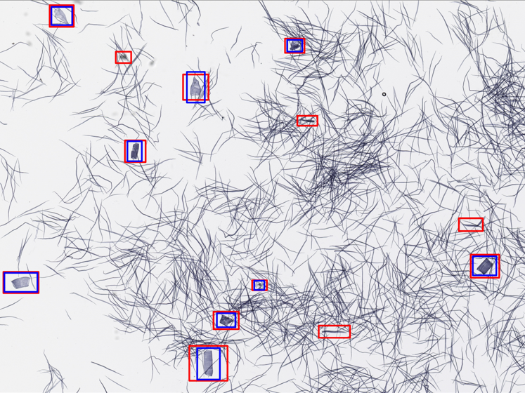 Mazerierte Zellen von Eucalyptus smithii mit Annotationen. Mazerierte Zellen von Eucalyptus smithii mit Annotationen. Relevante Zellen werden automatisch erkannt (rote Rechtecke) und händisch korrigiert (blaue Rechtecke).