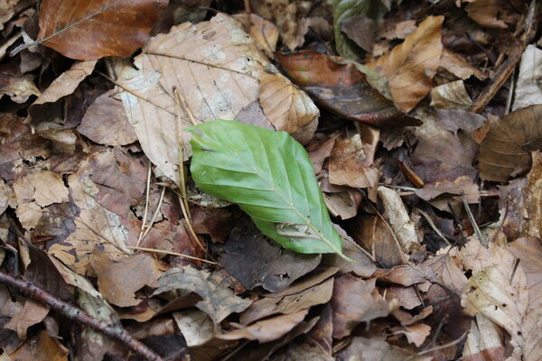 Single green beech leaf on old foliage.
