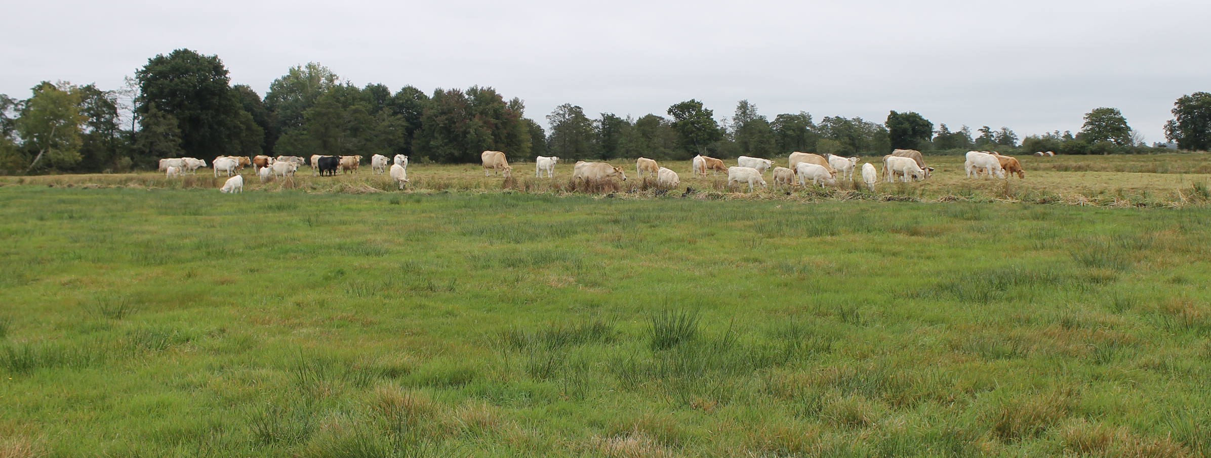 Kühe auf einer grünen Weide.