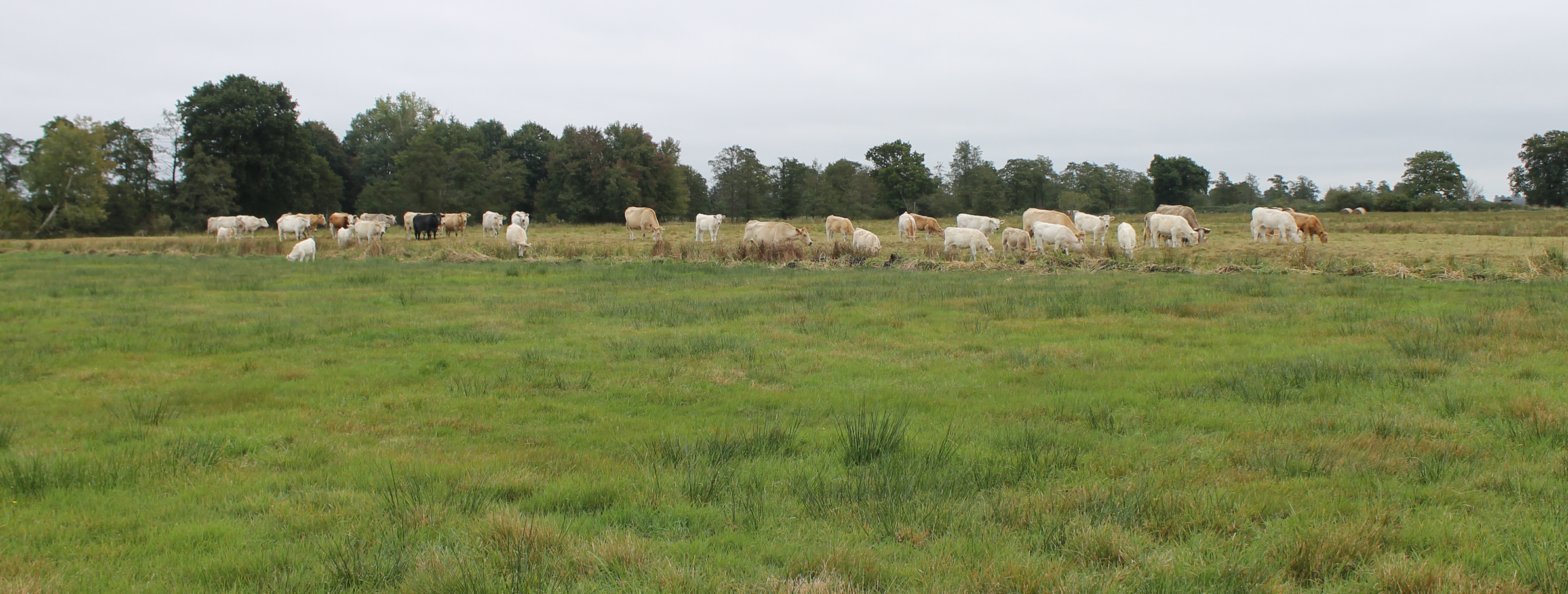Cows in a green meadow.