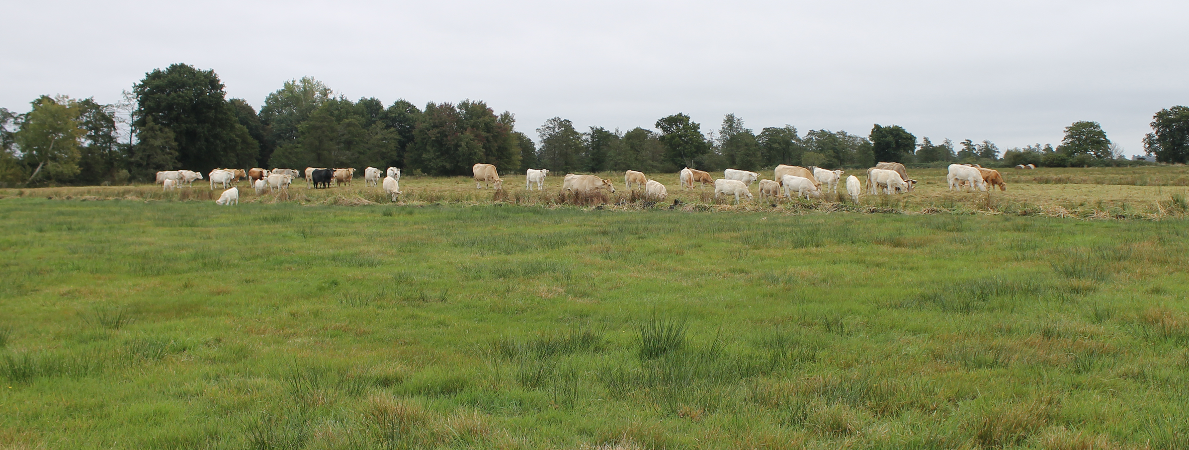 Kühe auf einer grünen Weide.