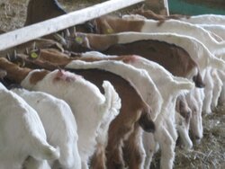 Ziegen artgerecht halten