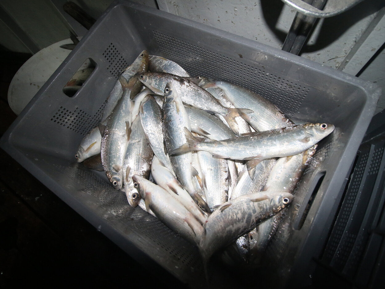 Thuenen: Bodensee-Felchen: Darum ist der Bestand zusammengebrochen Thuenen: Bodensee-Felchen: Darum ist der Bestand zusammengebrochen