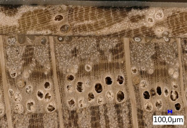 Mikroskopaufnahme einer Eichenprobe