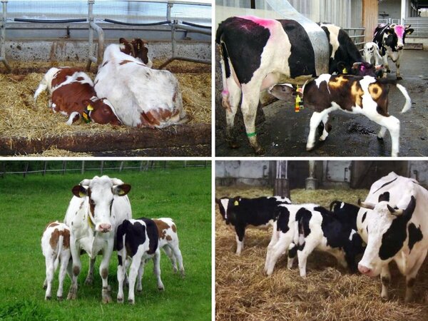 Vierteiliges Bild mit Bildern von Kühen und Kälbern