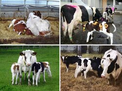 One system – many faces