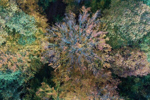 Drohnenaufnahme von einer durch Trockenheit geschädigten Buche