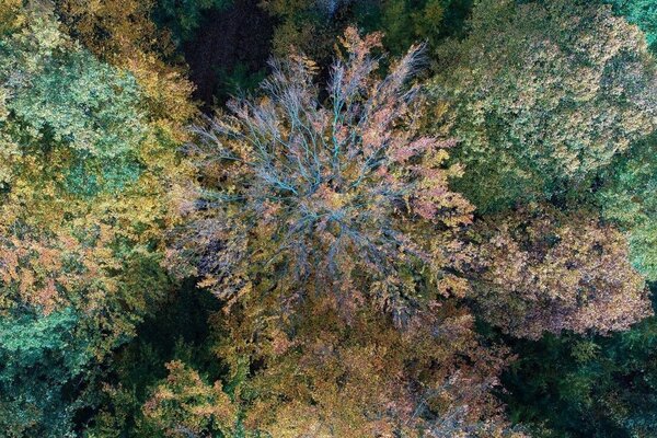 Drone image of a beech tree damaged by drought.