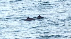 Does the efficiency of PAL to reduce harbor porpoise bycatch persist?