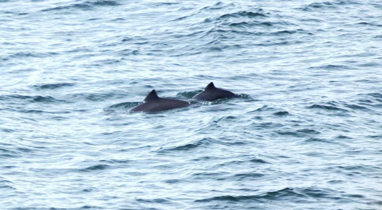 Schweinswale in der Ostsee