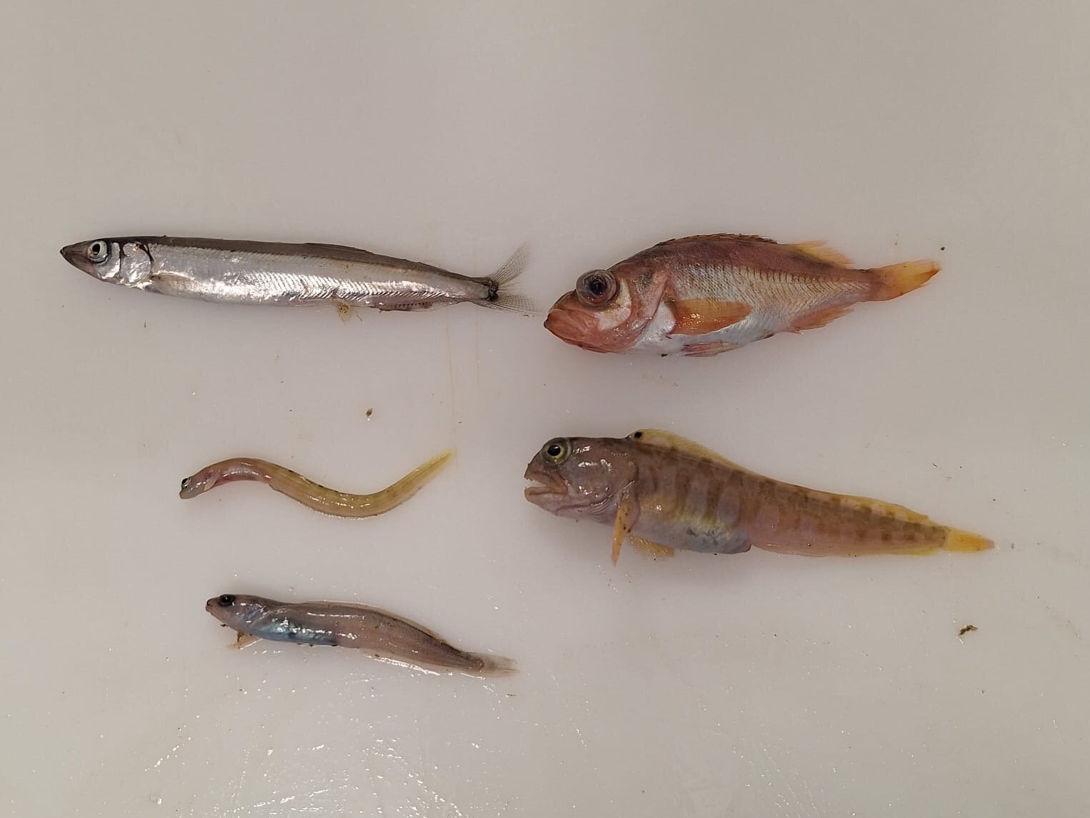 Verschiedene kleine und juvenile Fische, wie Rotbarsch, Lodde und Aalmutter.
