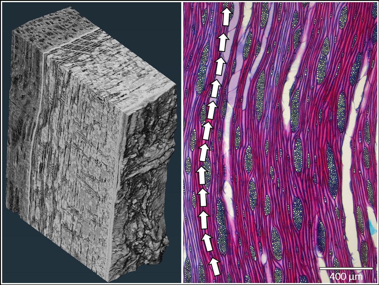Left: µCT-Rendering of a maple sample, right: microscopic image of wavy grain with arrows highlighting the wavy tissue.