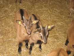 Stable Schools for goat farmers
