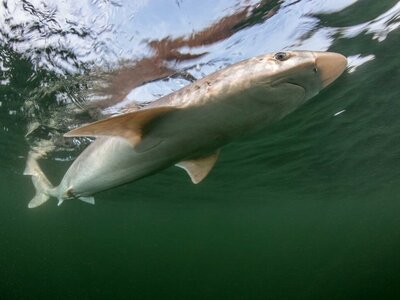 Ein Hundshai in der Nordsee, von unten im Meer fotografiert.