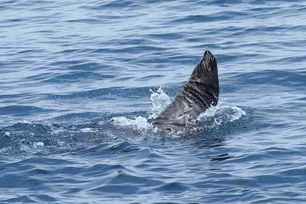 Fellrobben beäugen die ausgebrachten Instrumente.