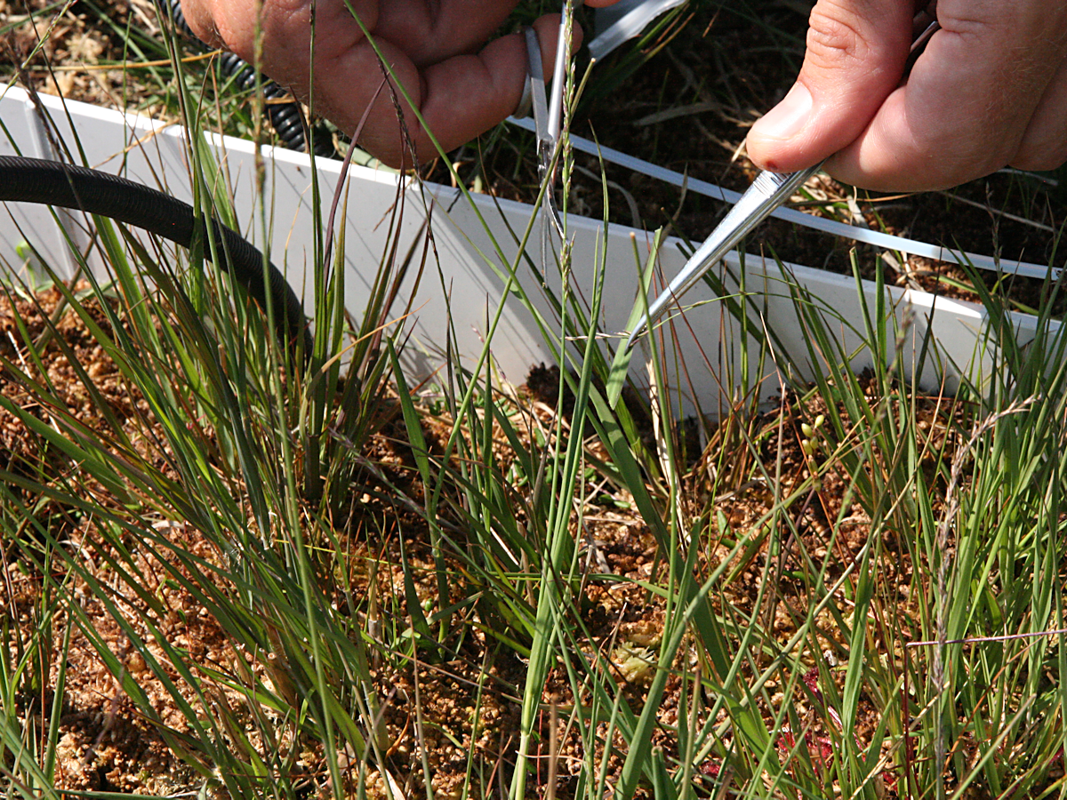Sample taking at the experimental site
