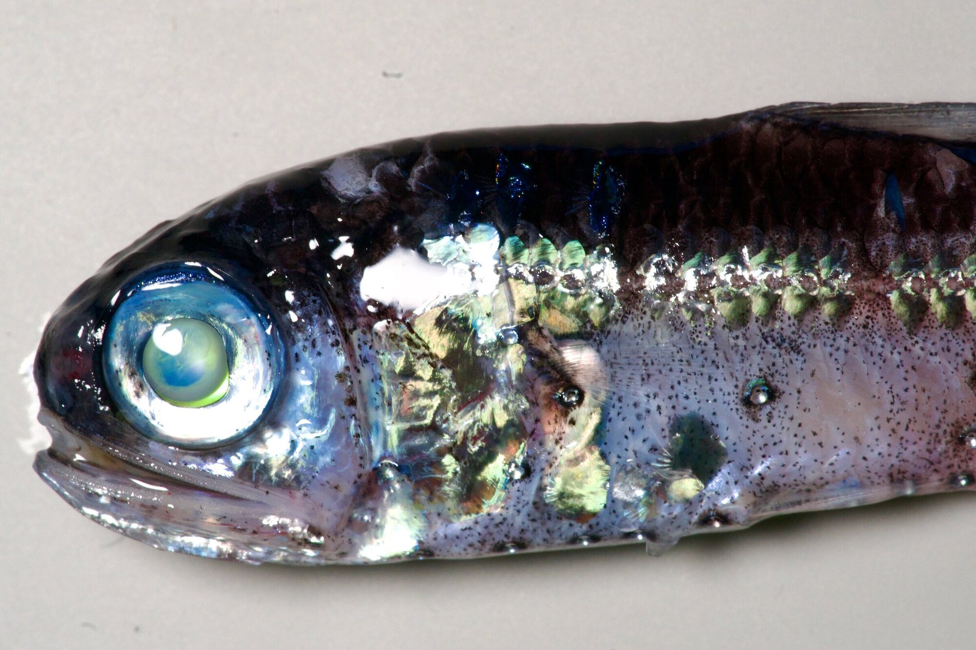 Kopf eines Laternenfisches aus der Tiefsee.