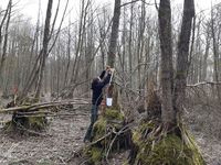 Messung des Brusthöhendurchmessers an einer Erle (Alnus glutinosa) in entwässertem Moor mit bereits erfolgtem Moorschwund. Kleiner Buxpfuhl in Brandenburg. 