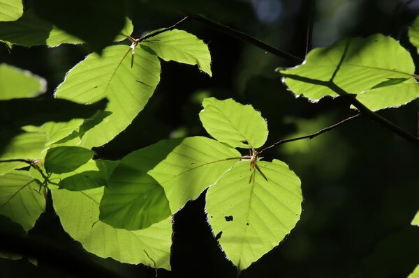 Junge Buchenblätter im Sonnenlicht.