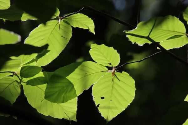 Young beech leaves in the sunlight.