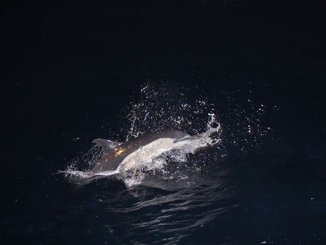 Ein Delfin zeigt sich im Scheinwerferlicht des Forschungsschiffes.