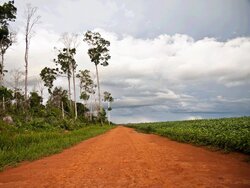 Nachhaltigkeitszertifizierung von Soja: Der Round Table on Responsible Soy