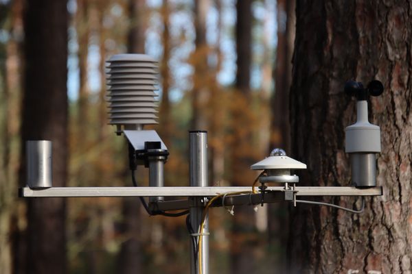 Meteorological measuring device in a pine stand