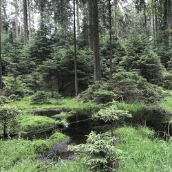 MoorWald - Deutschlandweiter Status und Entwicklung von Waldstandorten auf organischen Böden
