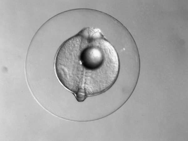 Klicken für eine Vergrösserung