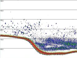 Echogramm aus dem Kattegat Laute(r) Fische – Wie man in das Meer pingt, so (anders) schallt es zurück