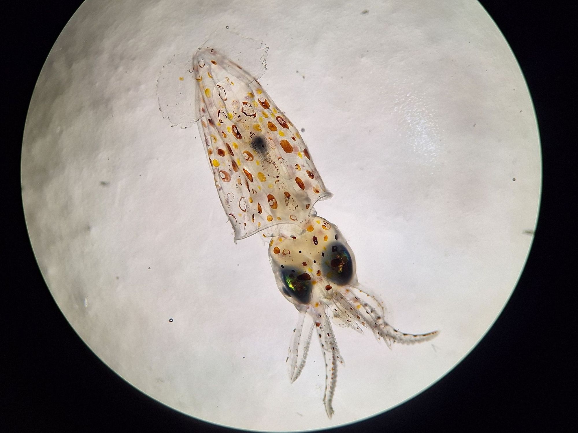 Ein kleiner Kalmar unter dem Mikroskop.