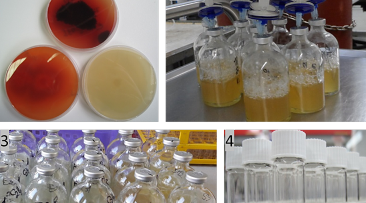 Eindrücke aus der Laborarbeit: 1. Agar mit Pilzreinkultur bewachsen, 2.  Versuchsgefäße mit Pilzhyphen in Flüssigmedium werden O2-frei gespült, 3. Versuchsgefäße mit unterschiedlichem Flüssigmedium zur Inkubation von Pilzen,  4. Abgefüllte Gaspro