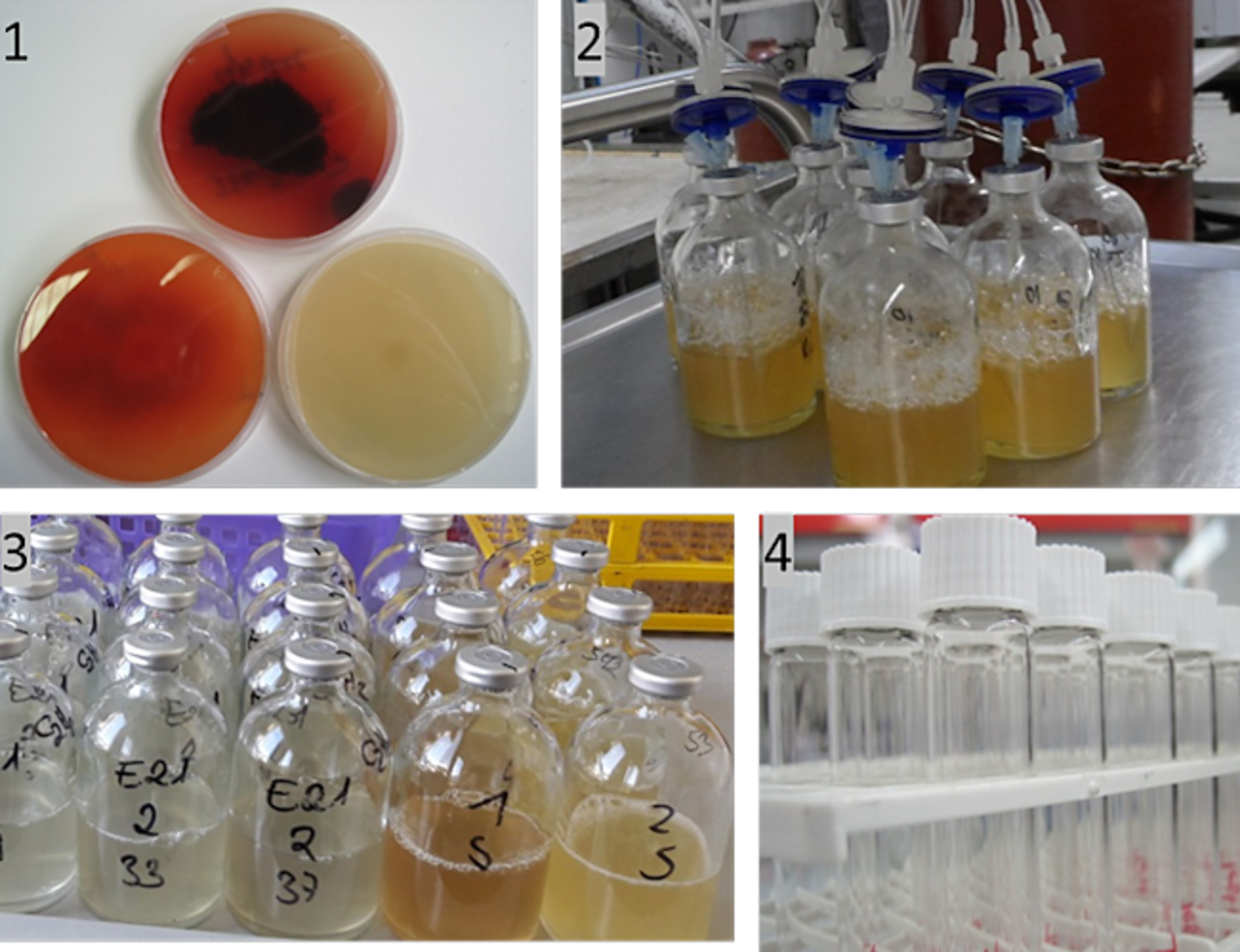 Impressions from the laboratory work: 1. Agar overgrown with pure fungal culture, 2. Experimental vessels with fungal hyphae in liquid medium are purged O2-free, 3. Experimental vessels with differing in medium types for incubation of fungi, 4. Gas sample