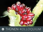 Foto zum Thünen-Kolloquium: Eine maskulinisierte Pappelblüte