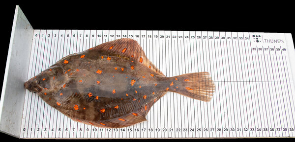 Ein Plattfisch liegt auf einem Brett mit Strichen und Zentimetereinteilung und ist ca. 28 cm lang.