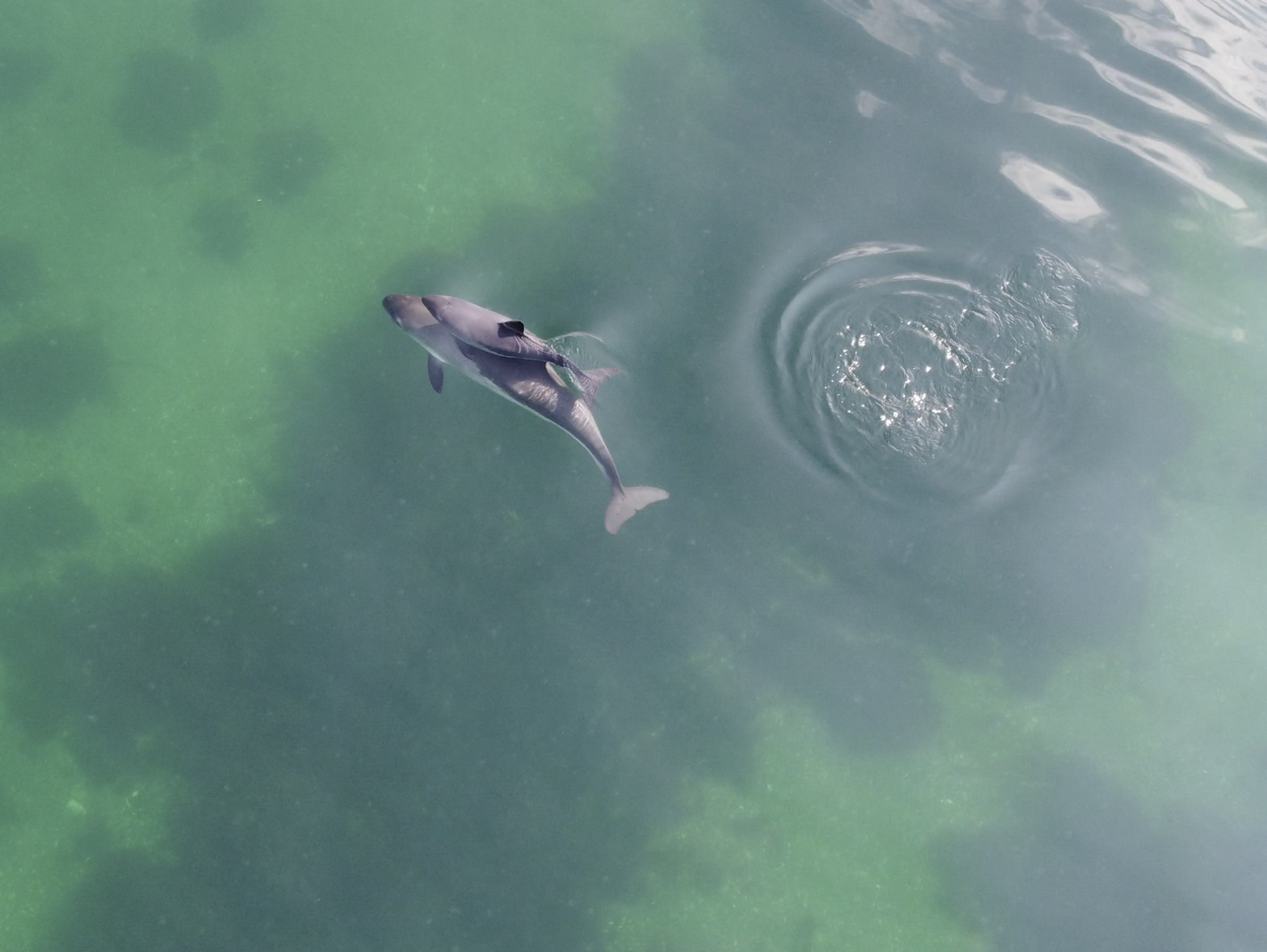 Luftaufnahme vom Meer mit türkisem Wasser und Schatten darin, An der Oberfläche schwimmt ein erwachsener Schweinswal und direkt über ihm ein Kalb.