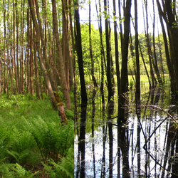 Forested peatlands: contribution to biodiversity and climate protection