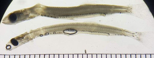 Herring larva and sardine larva on a measuring board